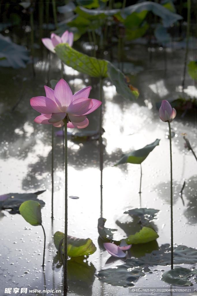 莲花