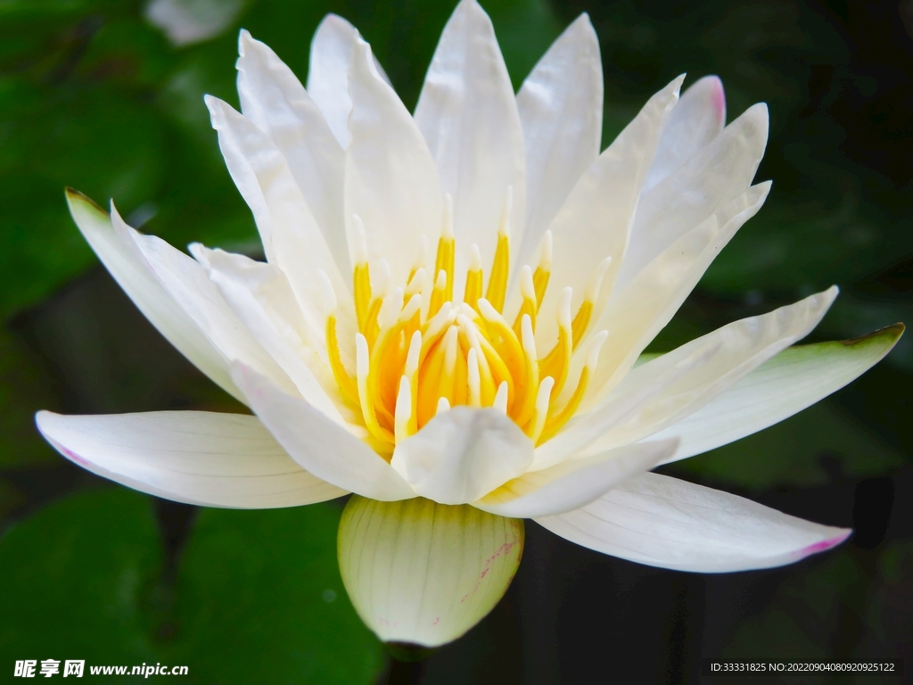 莲花