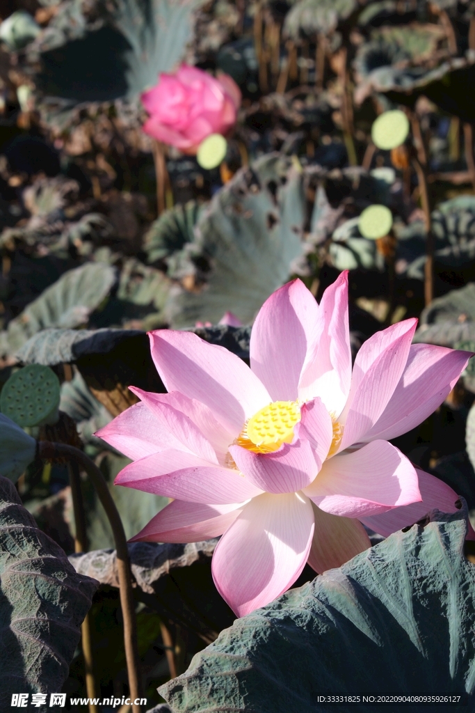 莲花