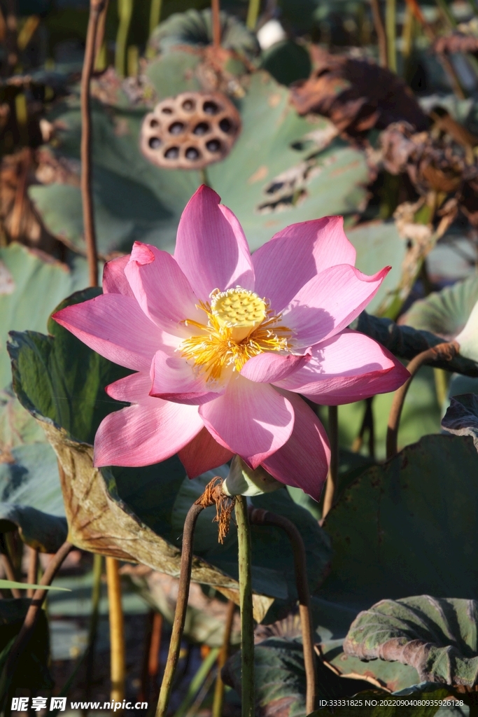 莲花