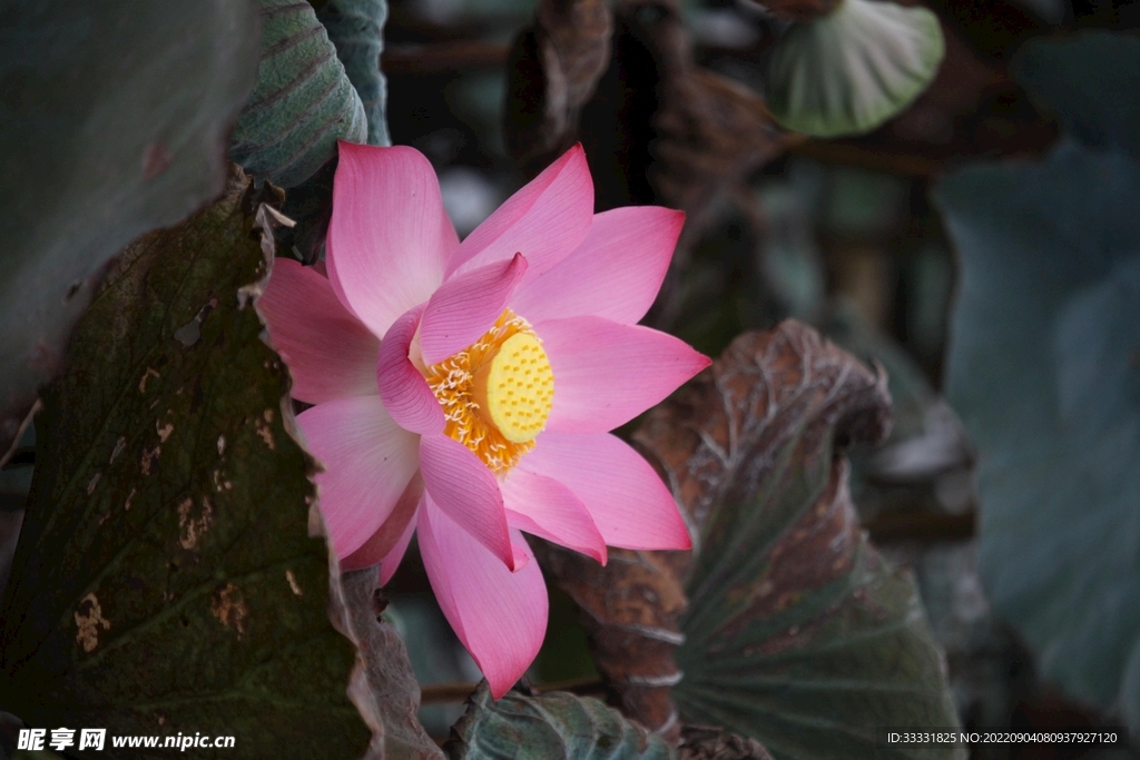 莲花