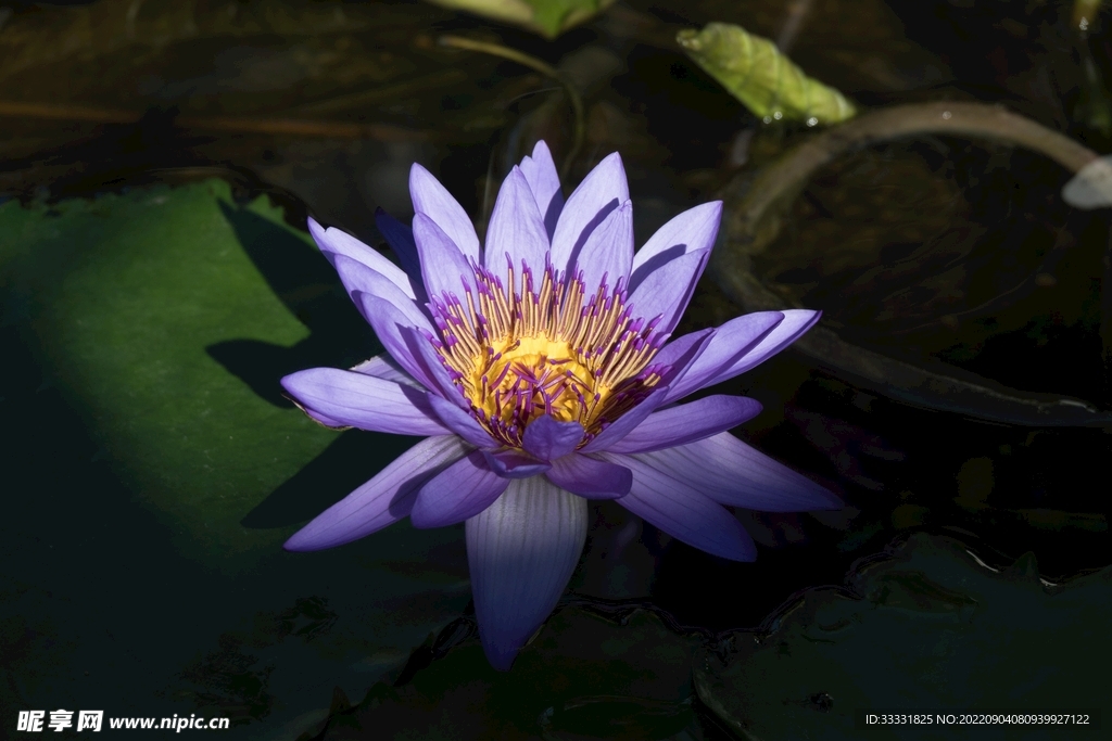 莲花