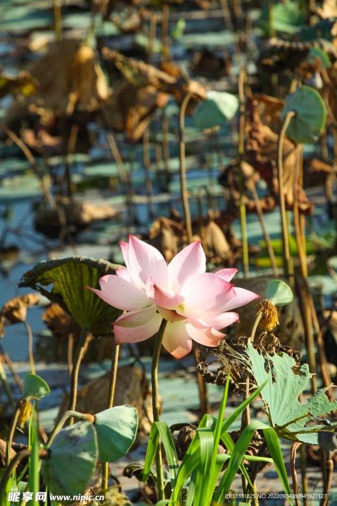 莲花