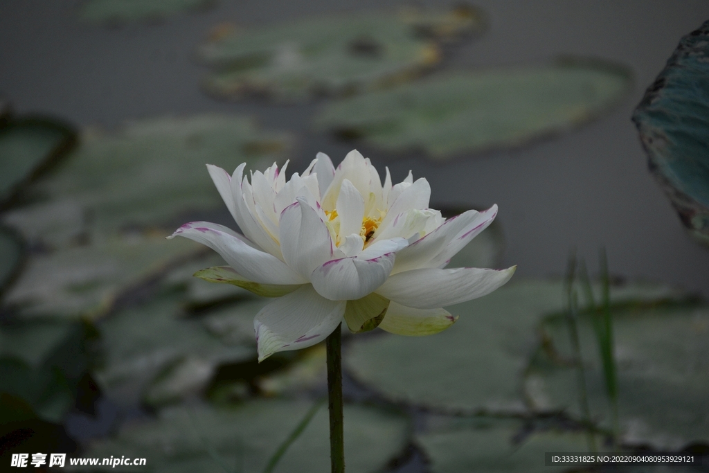 莲花