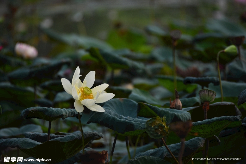莲花