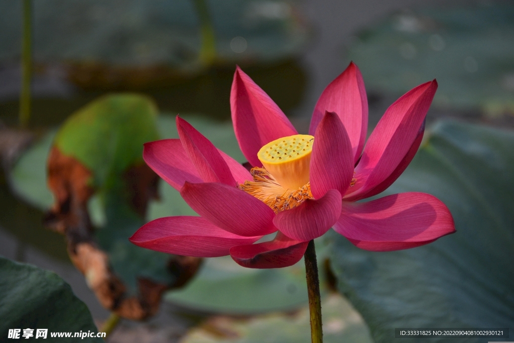 莲花