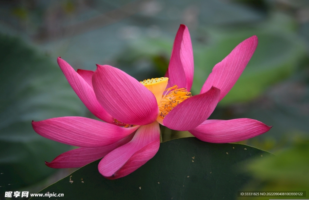 莲花
