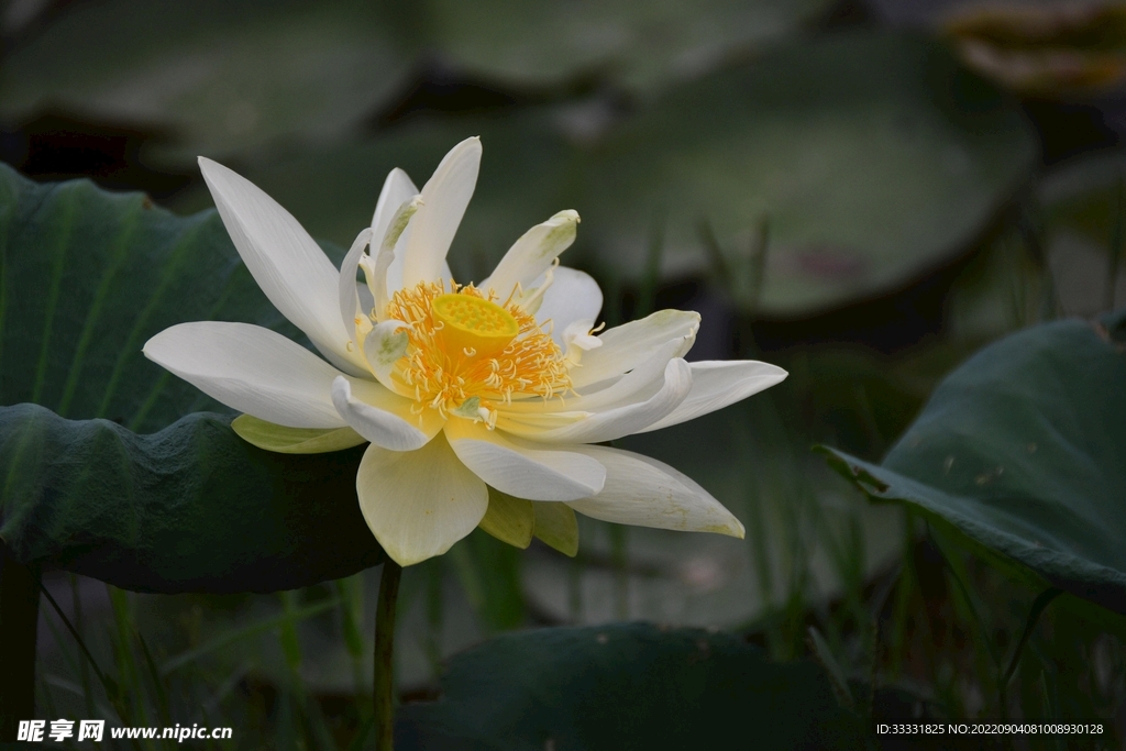莲花