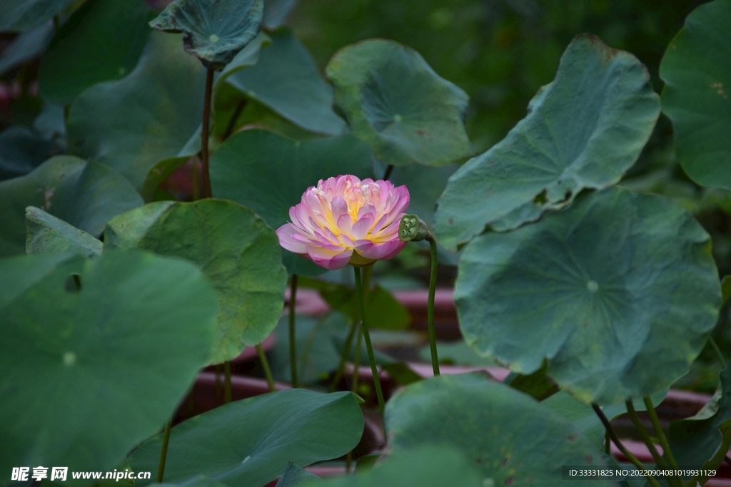 莲花