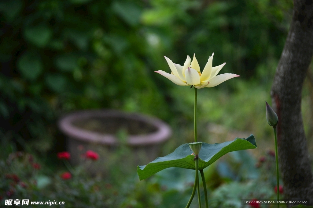 莲花