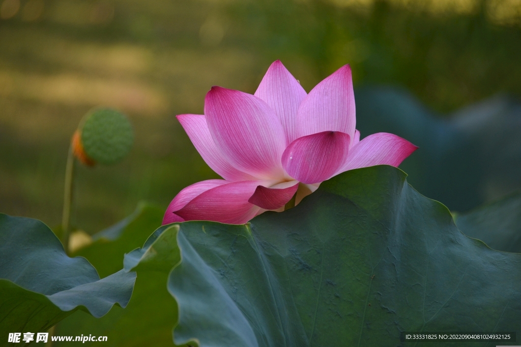 莲花