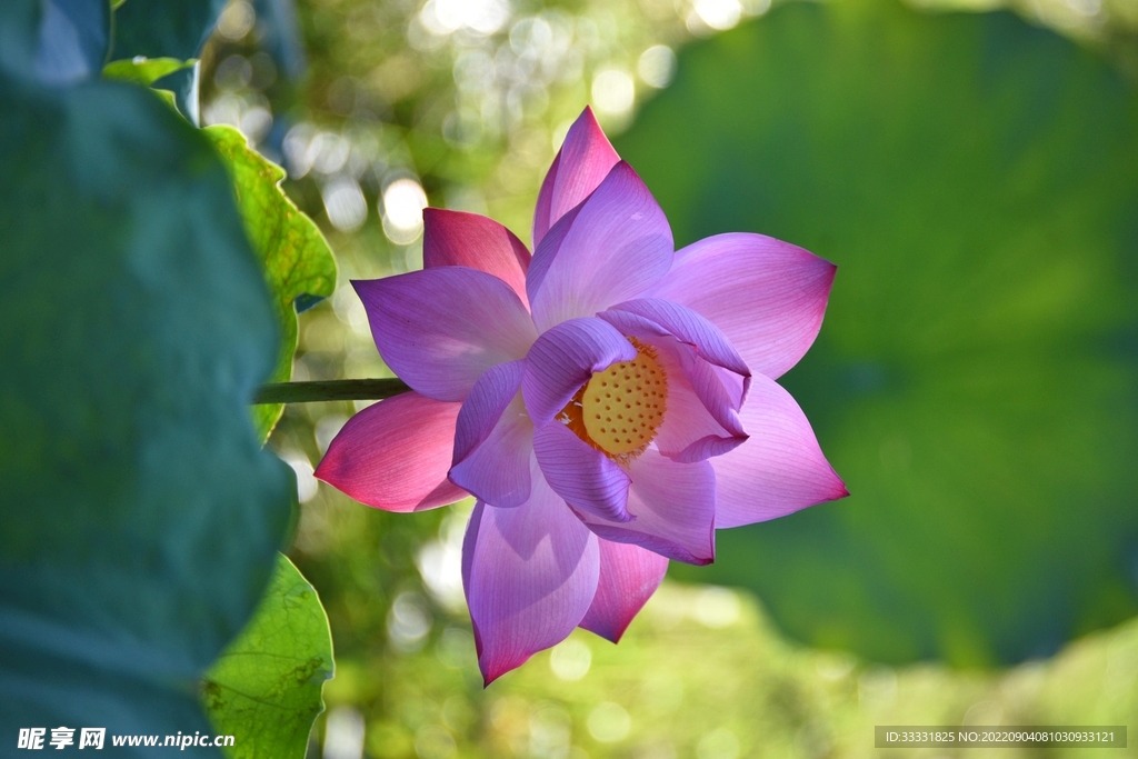 莲花