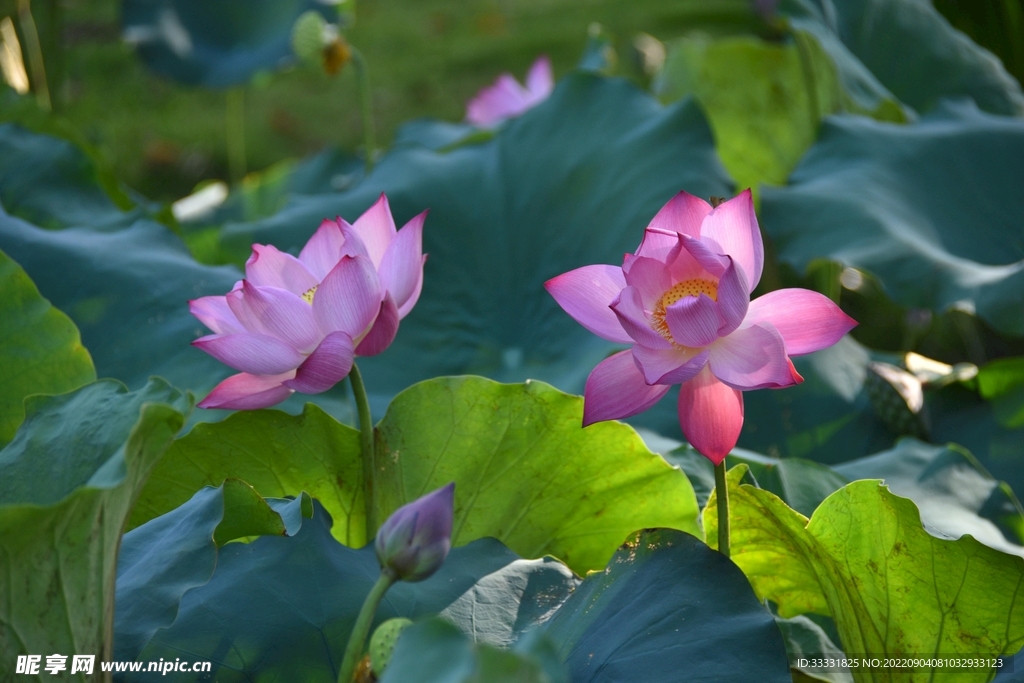 莲花