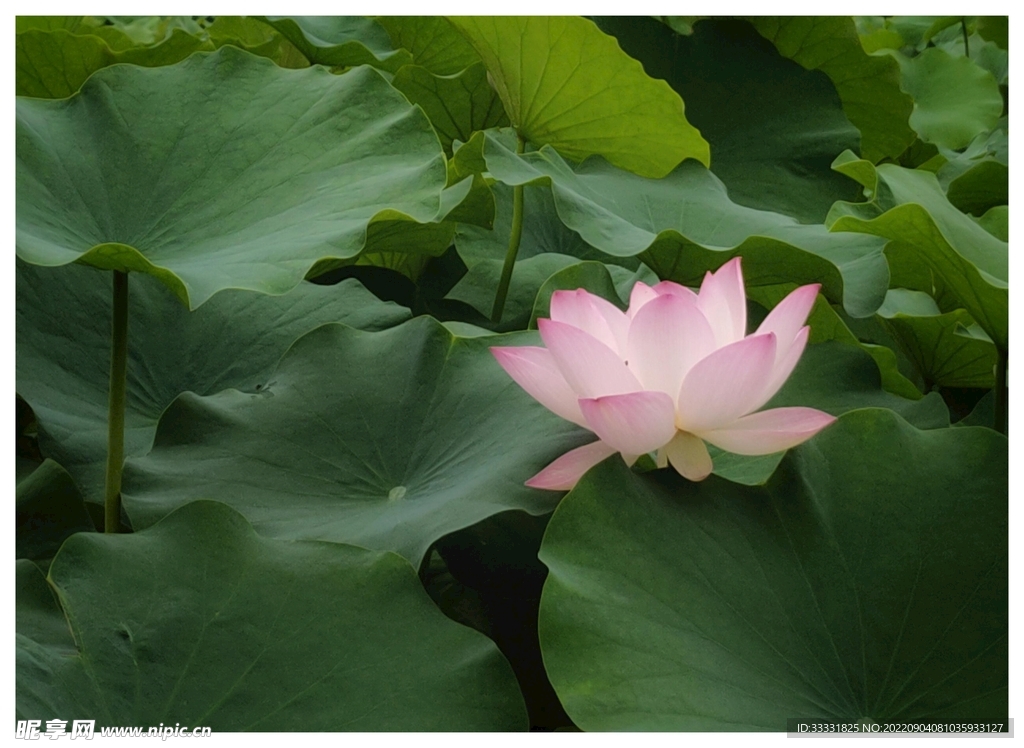 莲花