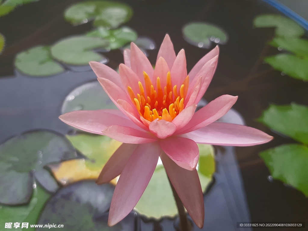 莲花