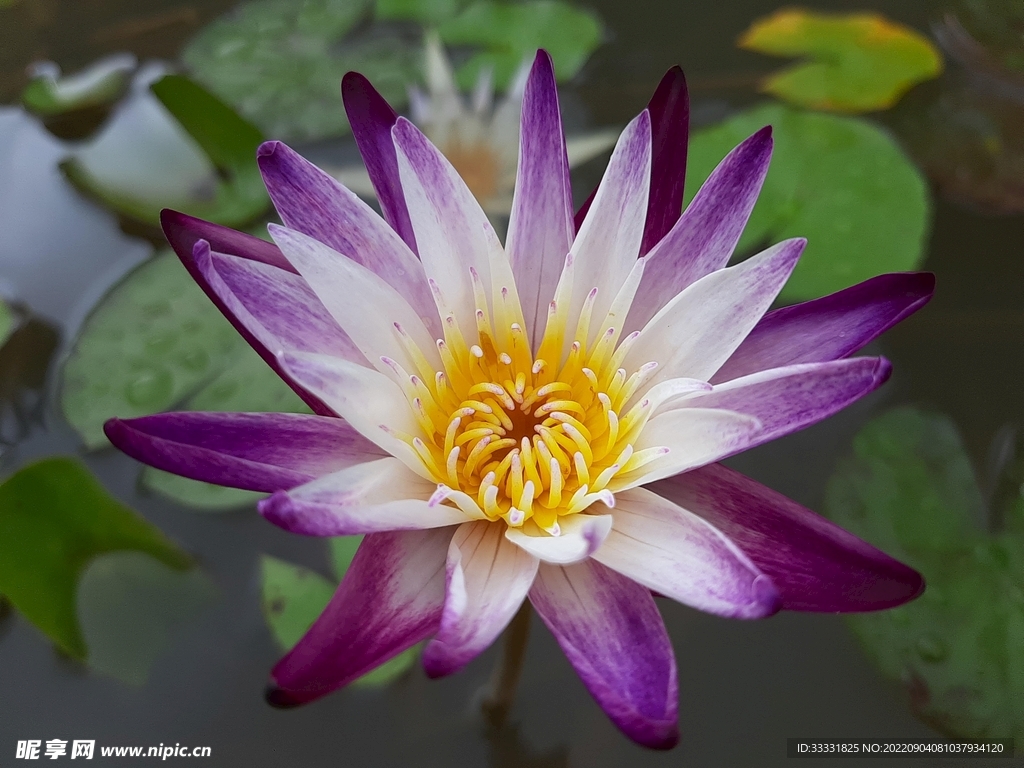 莲花