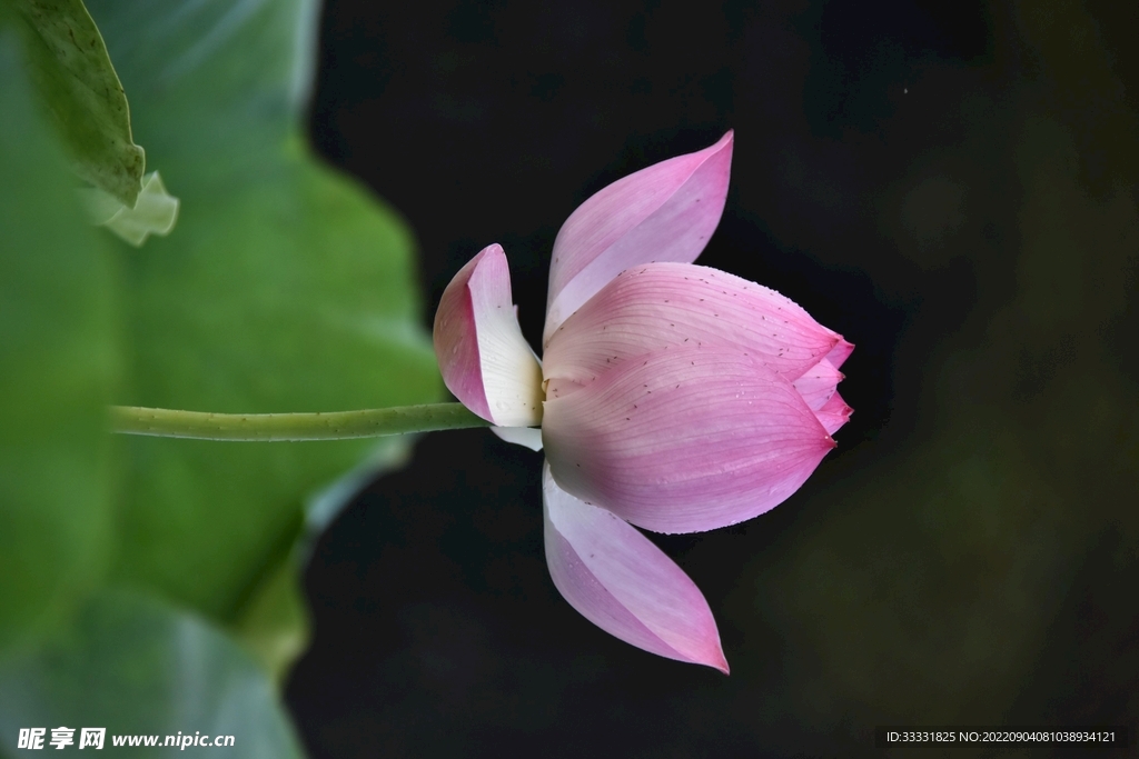 莲花
