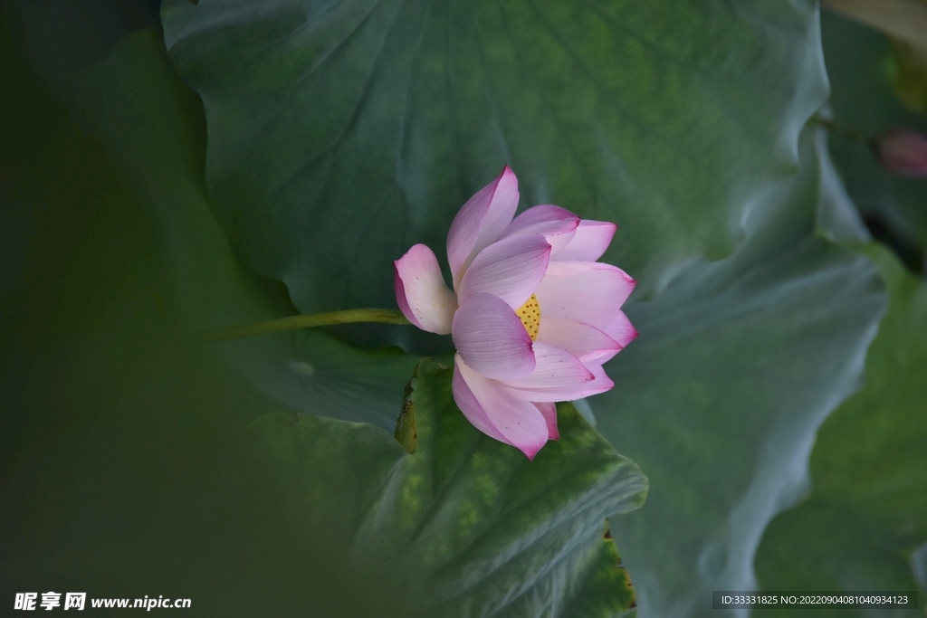 莲花
