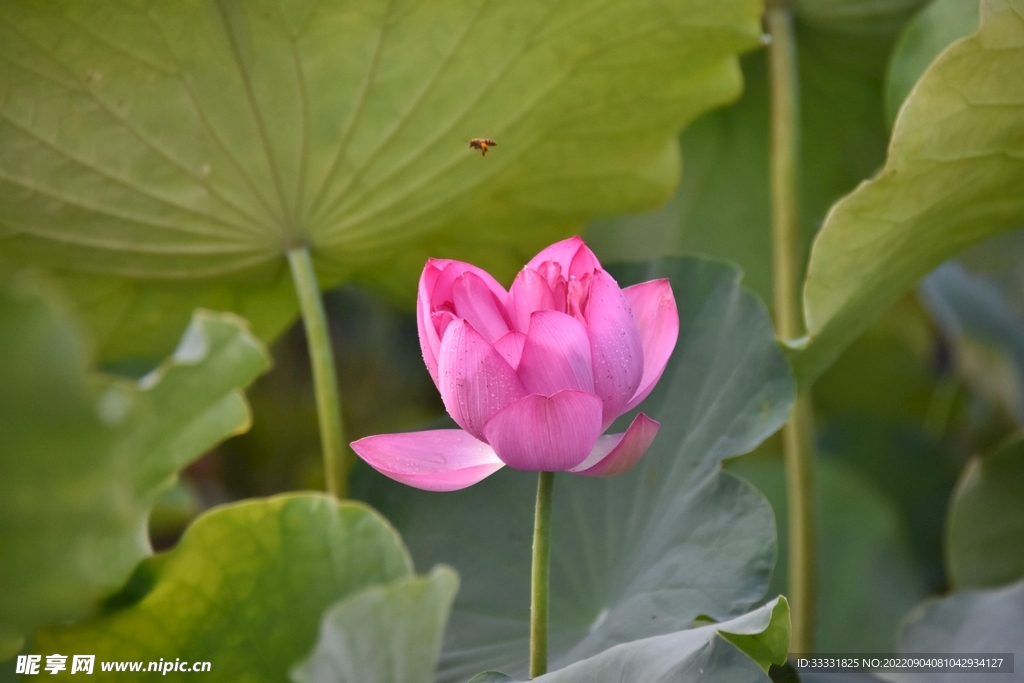 莲花