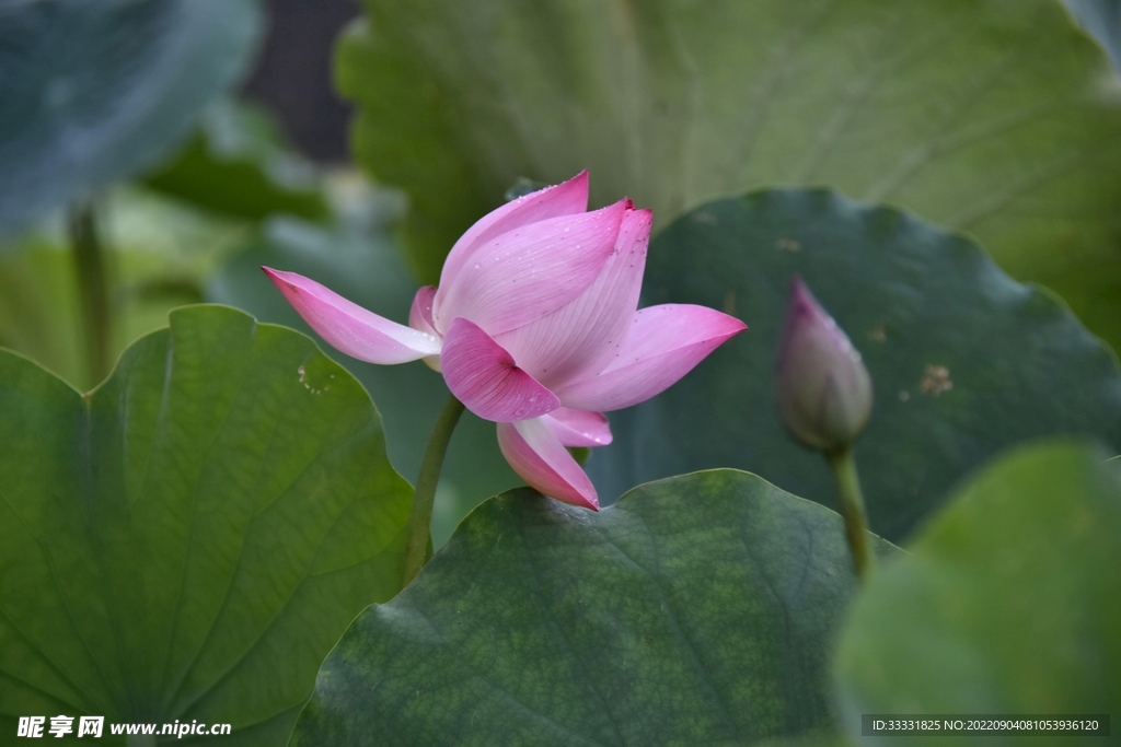 莲花