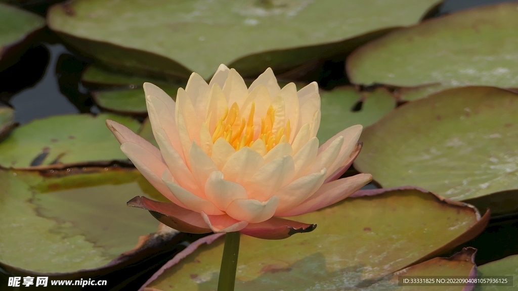 莲花