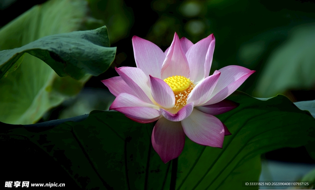 莲花