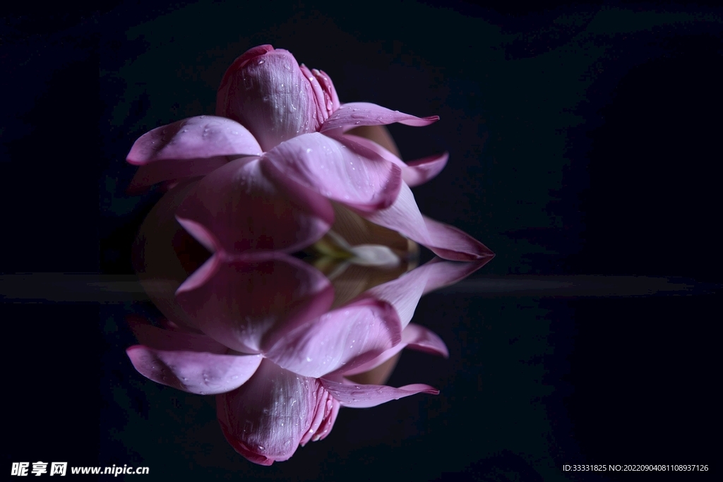 莲花
