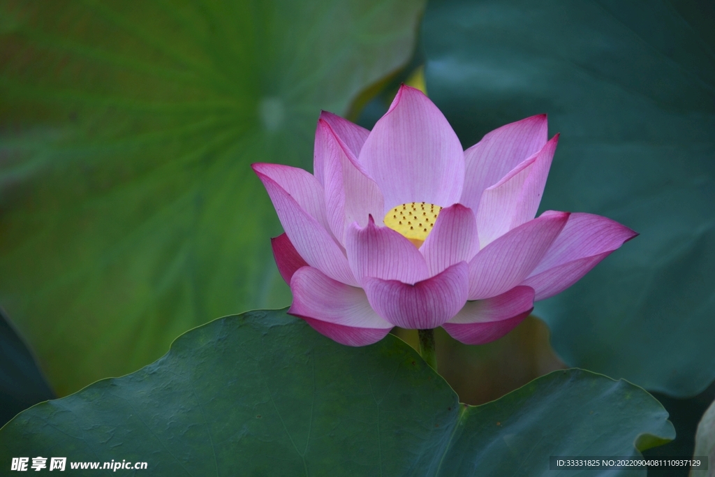 莲花