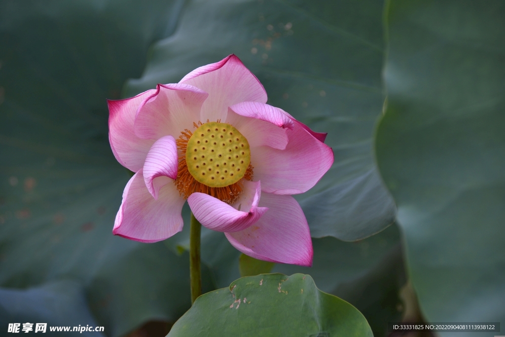 莲花