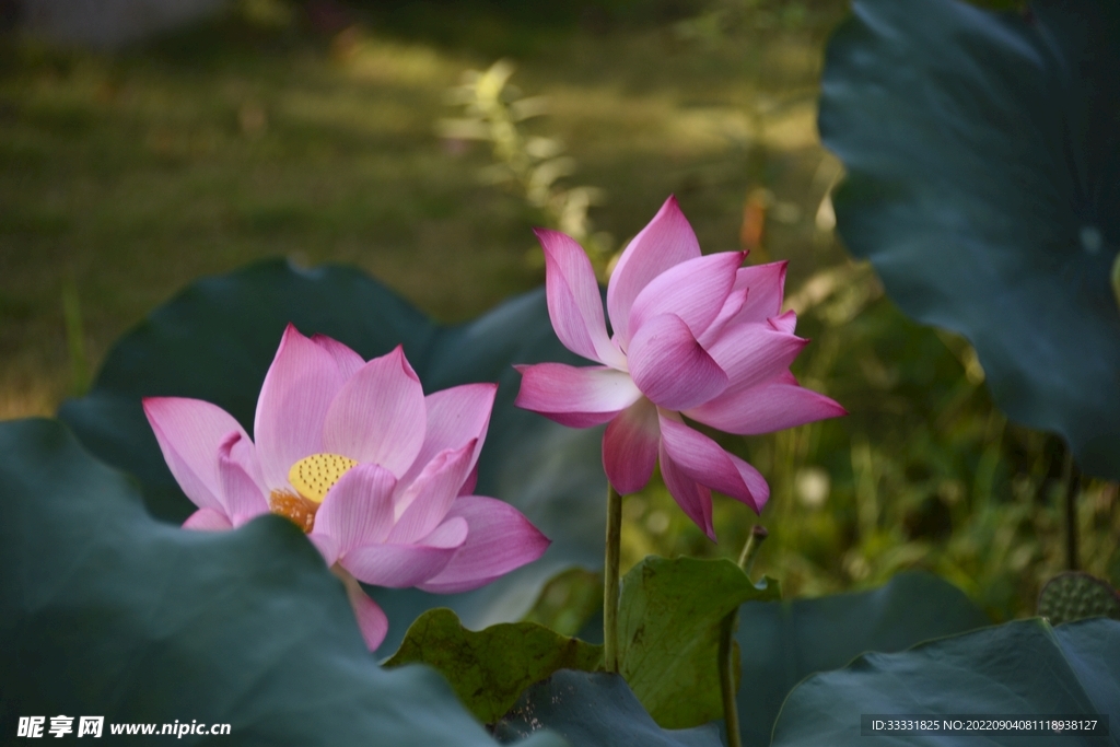 莲花