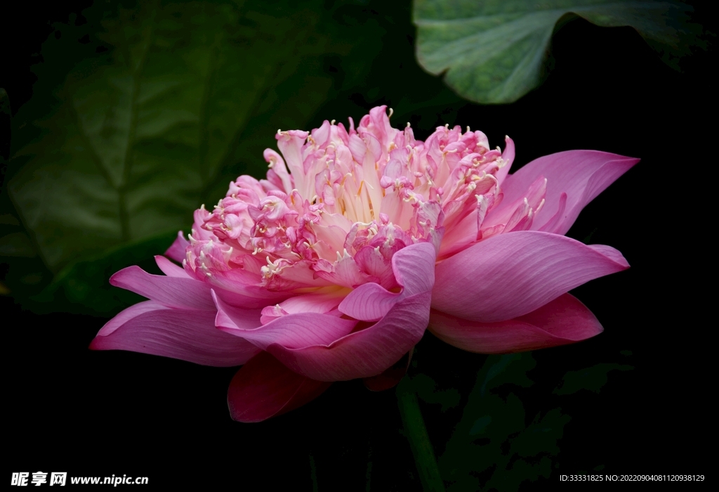 莲花