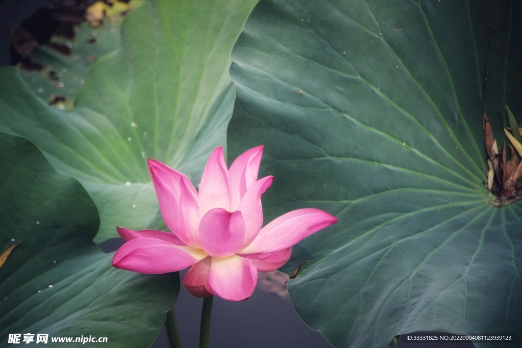 莲花