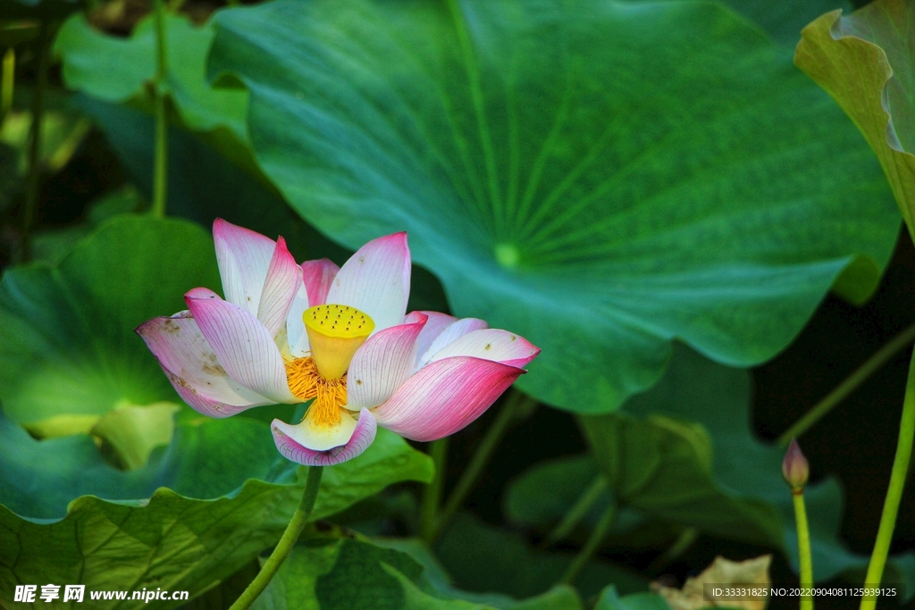 莲花