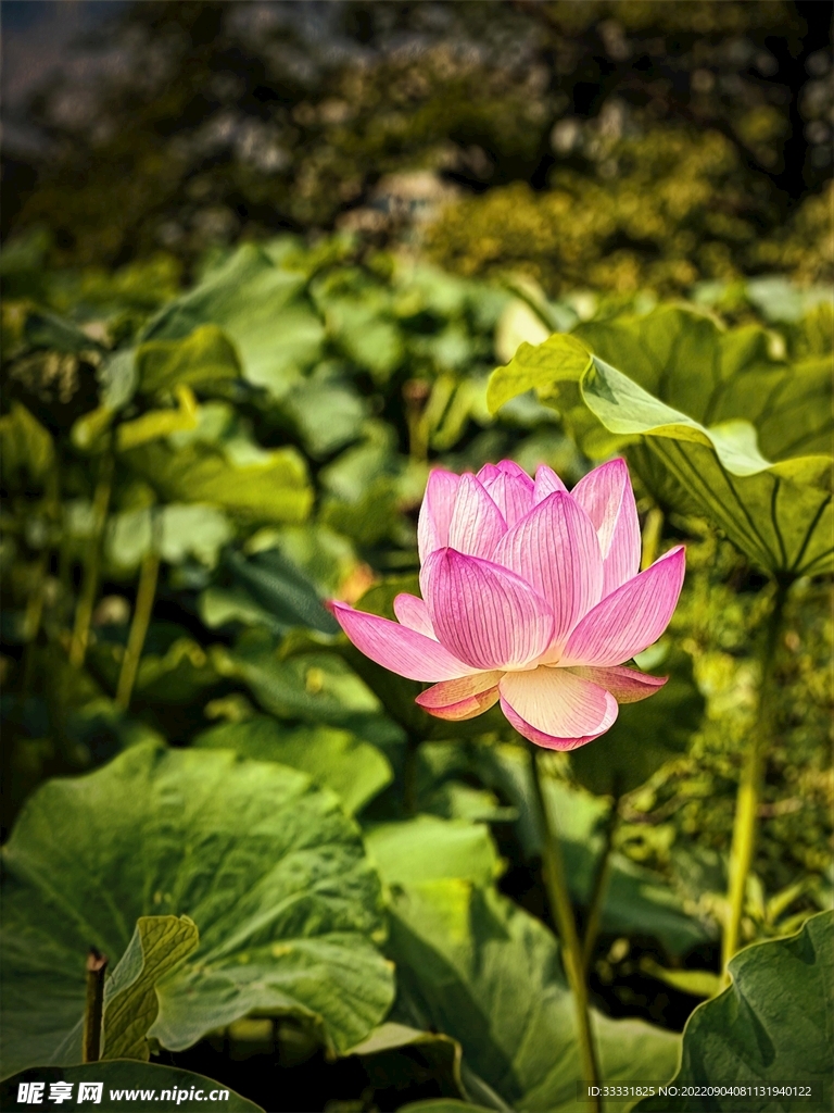 莲花