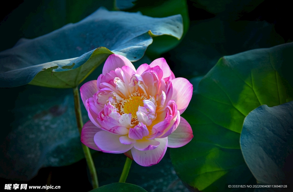 莲花