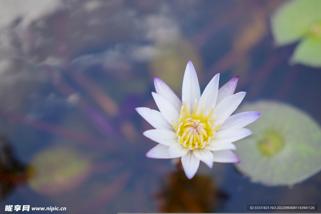 莲花