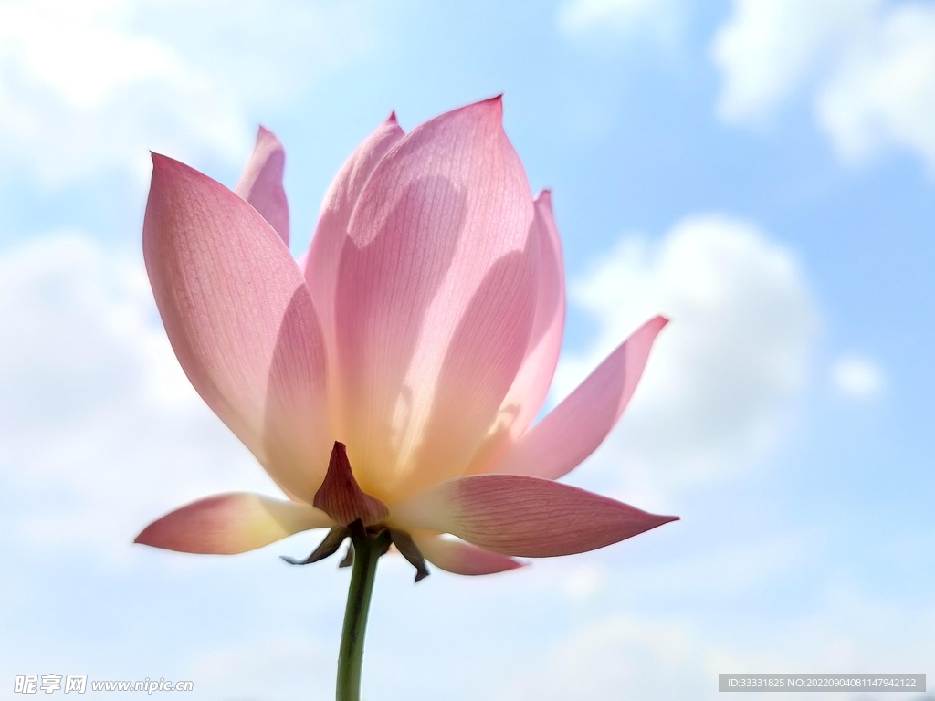 莲花