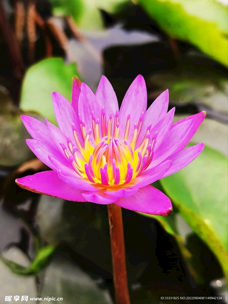莲花