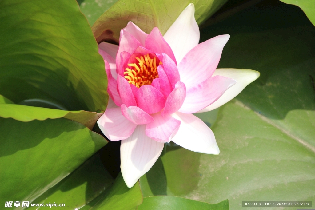 莲花
