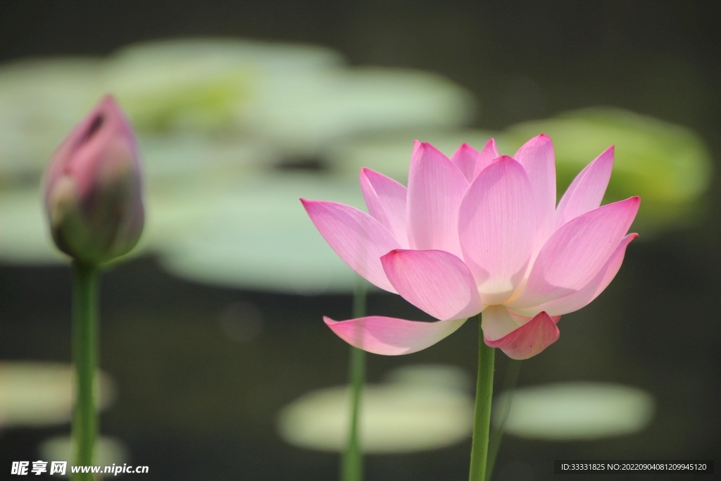莲花