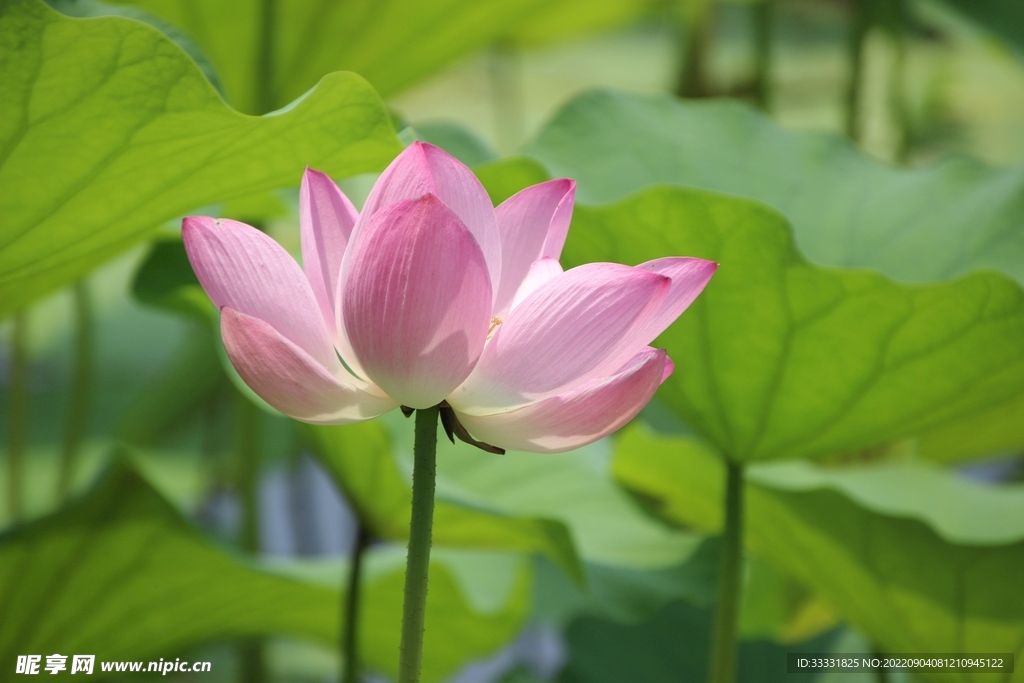 莲花