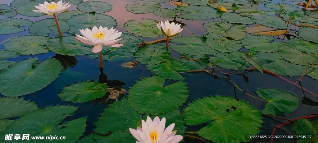 莲花