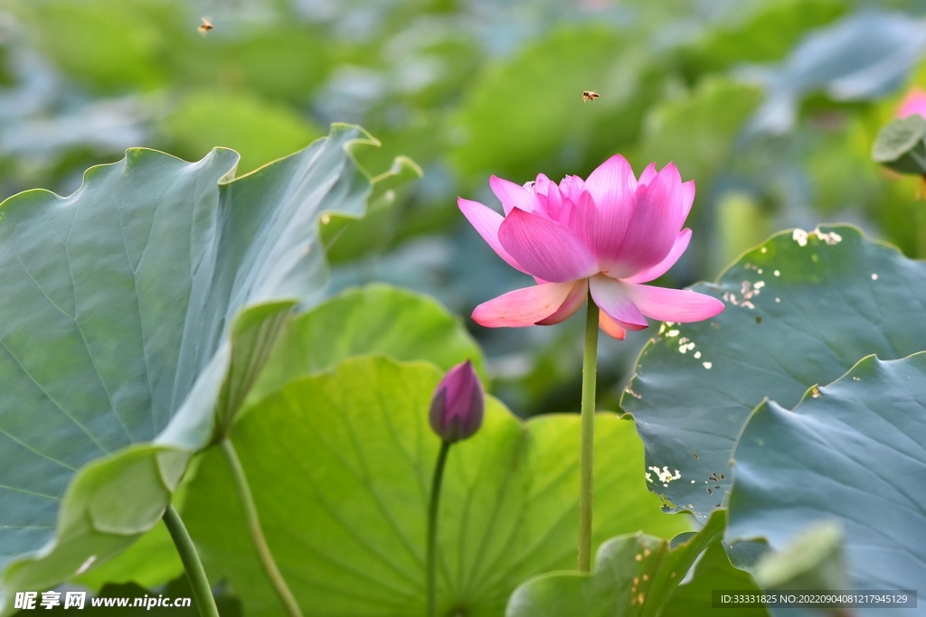 莲花