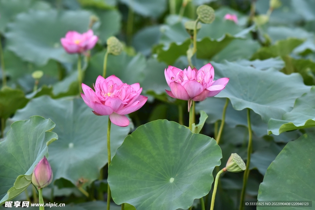 莲花