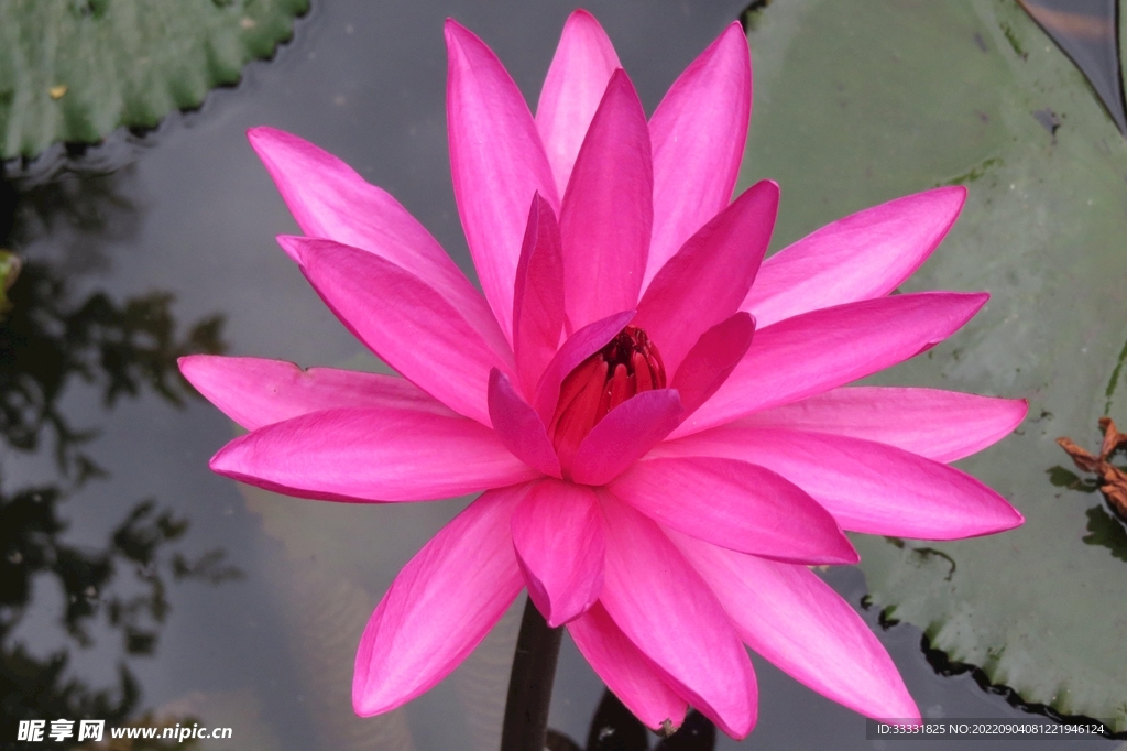 莲花