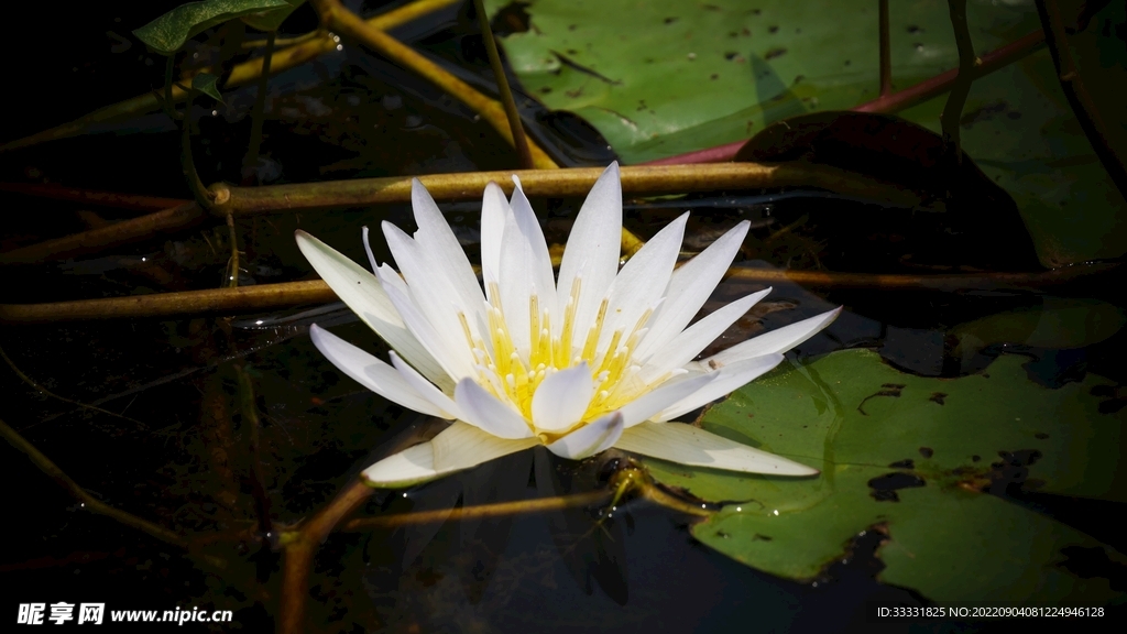 莲花