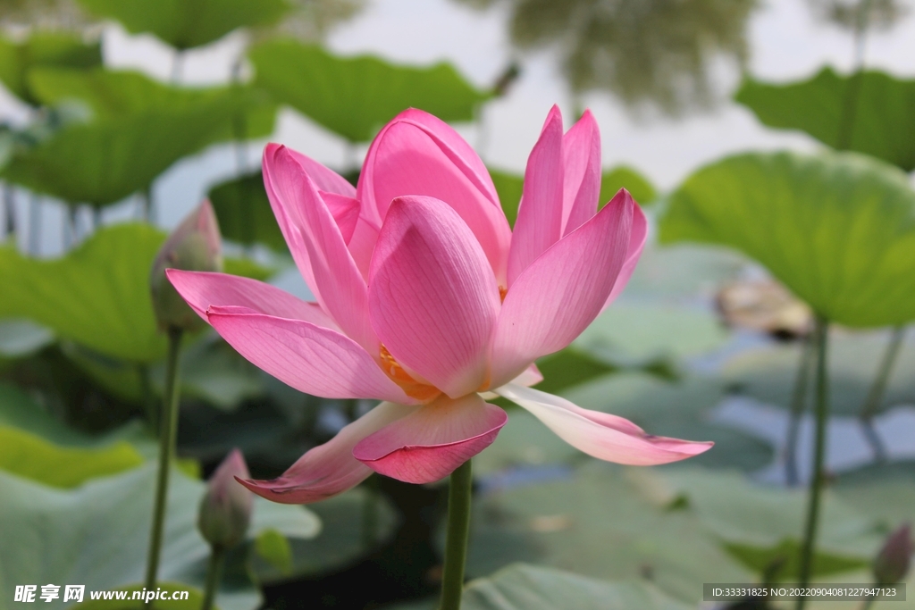莲花