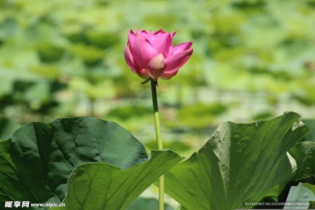莲花
