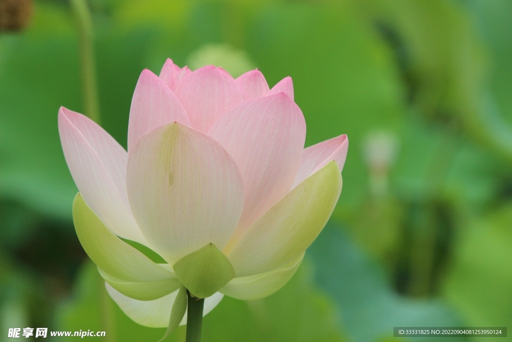 莲花