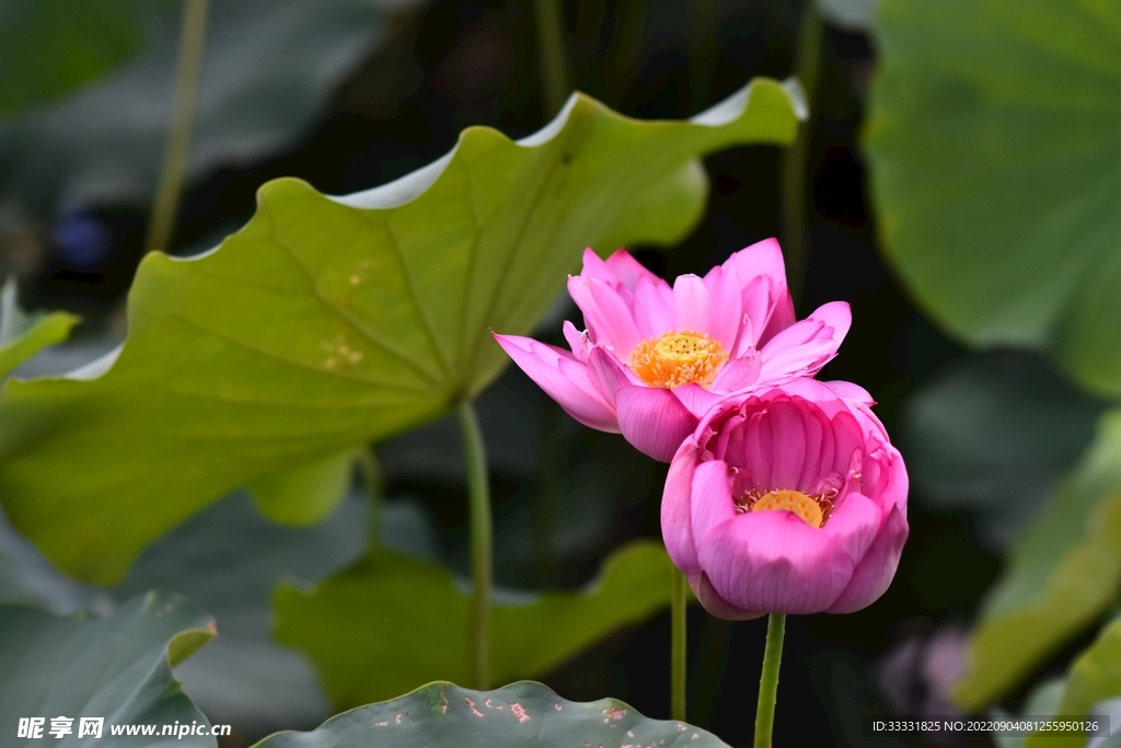莲花